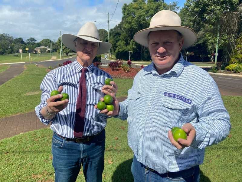 Coronas taste better with Aussie limes, not imported Mexican citrus