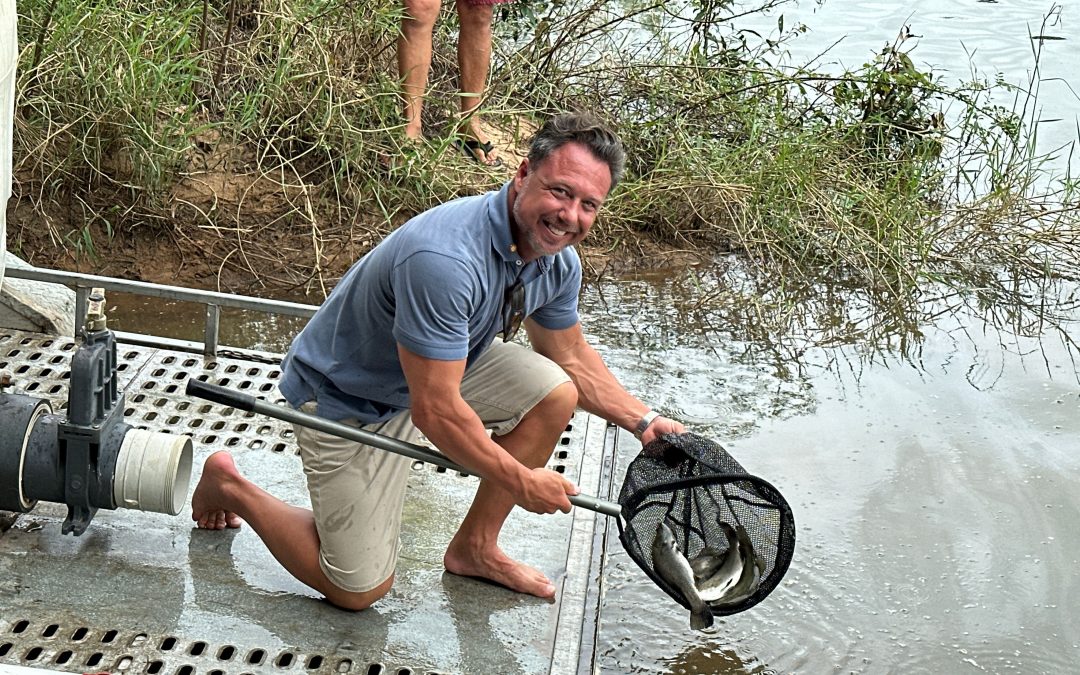 Reeling in the Future: Hundreds of Barramundi released into the Hinchinbrook Channel